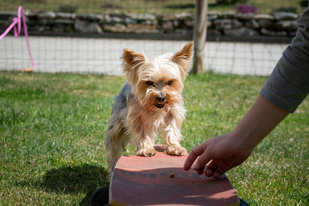 Tips for Teaching Your Dog to Open Doors